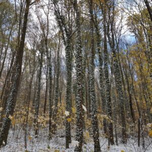 Winter-Wunder-Wanderung: Einzigartige Ausblicke rund um Cunnersdorf am 20.12.25 und 31.01.26