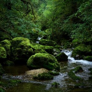 (R)Auszeit Workshop Natur&Yoga am 25.04.26 „Komm in den Fluss" (4h)